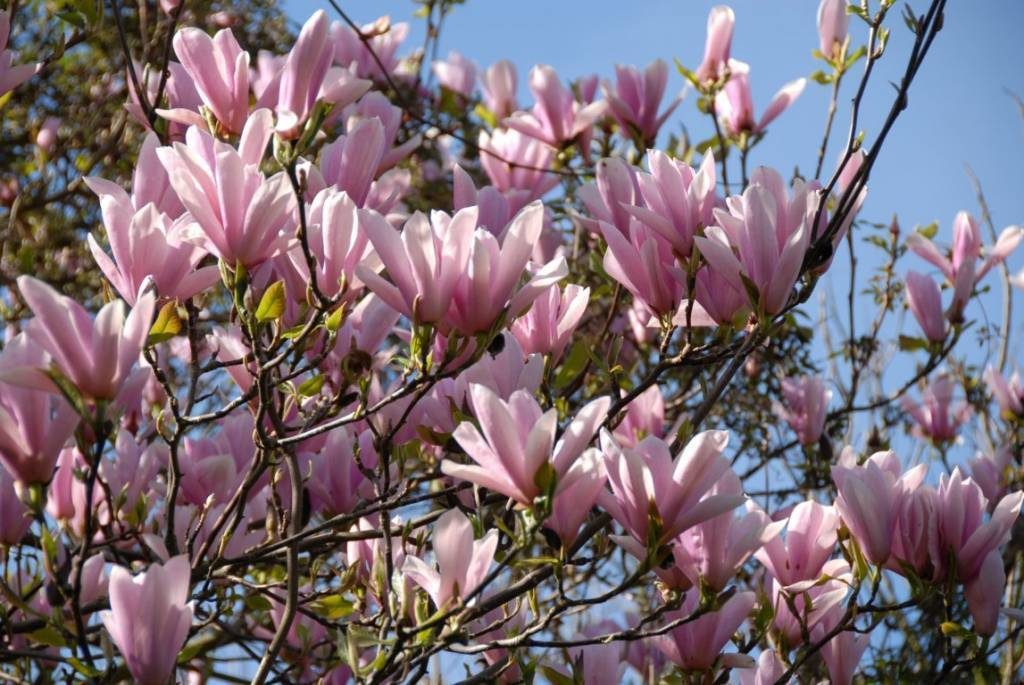 La Botanica di BAM: Magnolia Heaven Scent