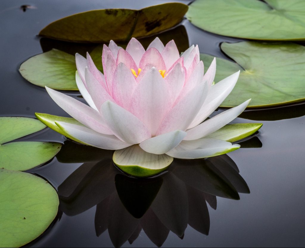 BAMoment: Meditazione guidata del fiore