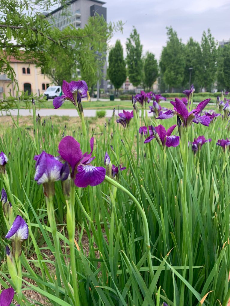 Oggi in fiore @BAM: Iris sibirica ‘Perry’s Blue’