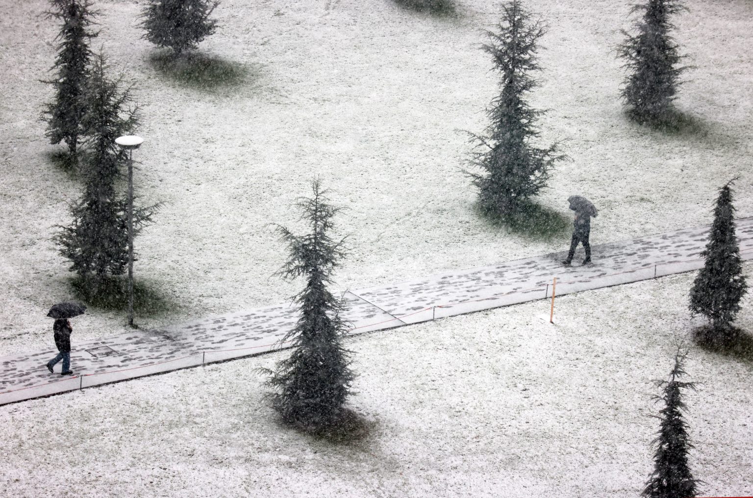 La botanica di BAM: è arrivato l'inverno! - BAM