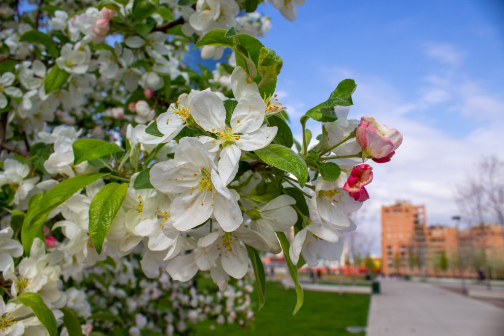 La Botanica di BAM: Natura è Forma!