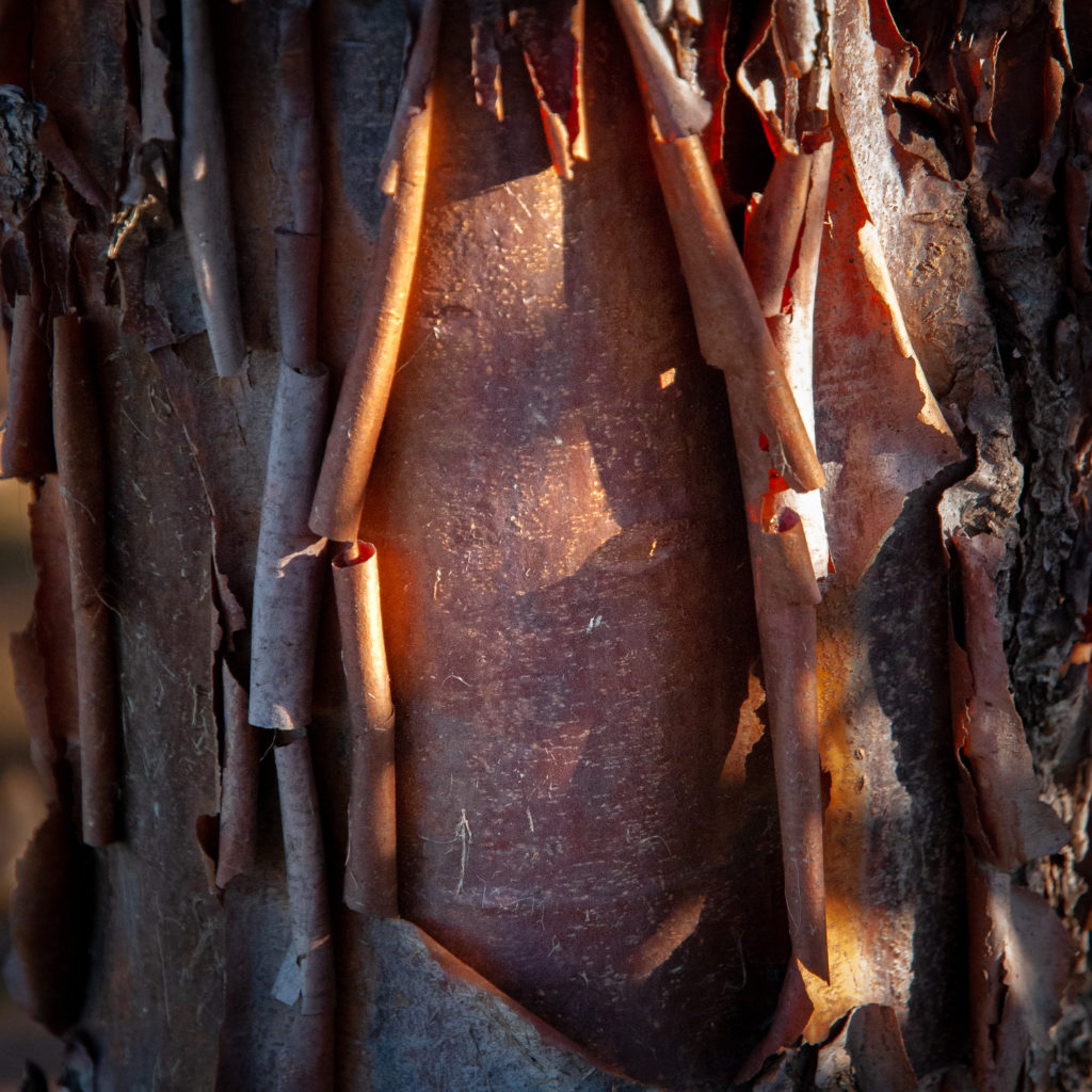 La botanica di BAM: cosa è la scorza?