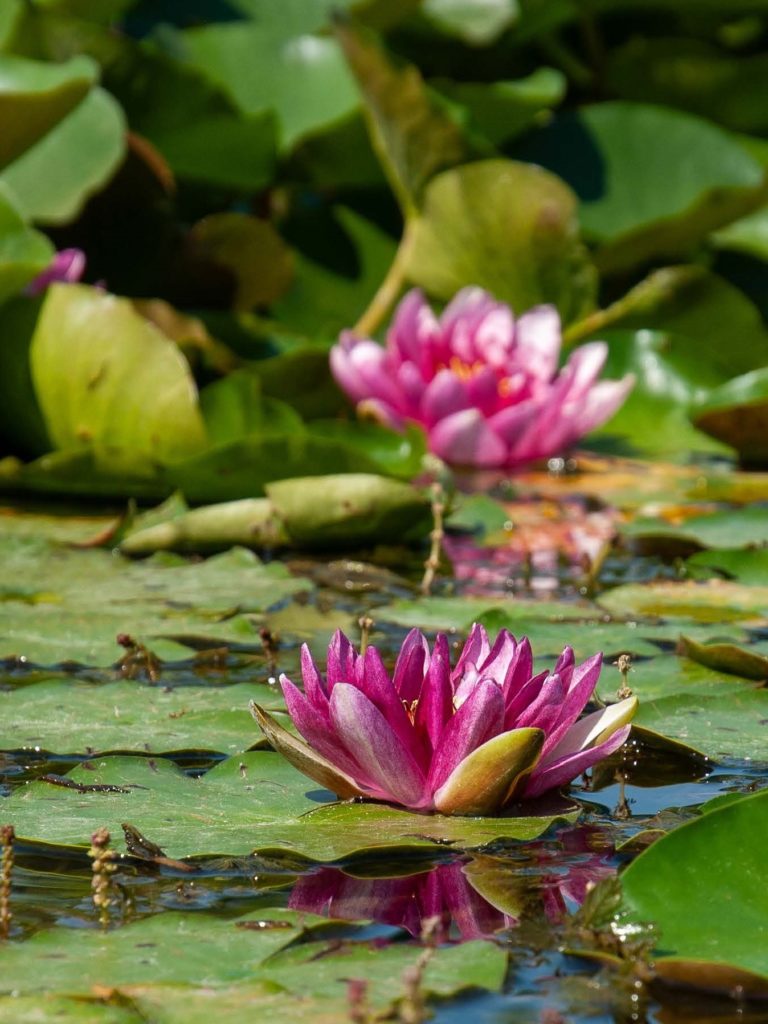La Botanica di BAM: fiori di terra e fiori di acqua