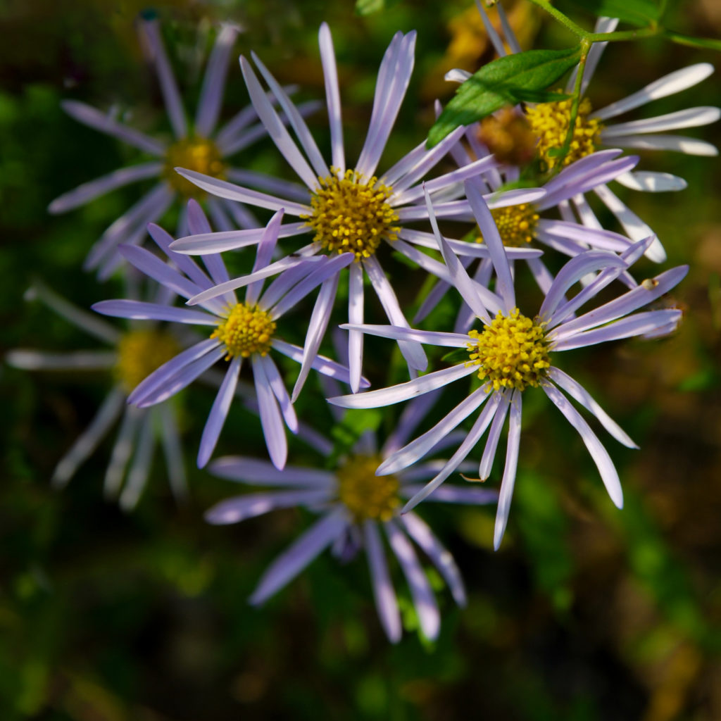 La Botanica di BAM: soprese d’autunno