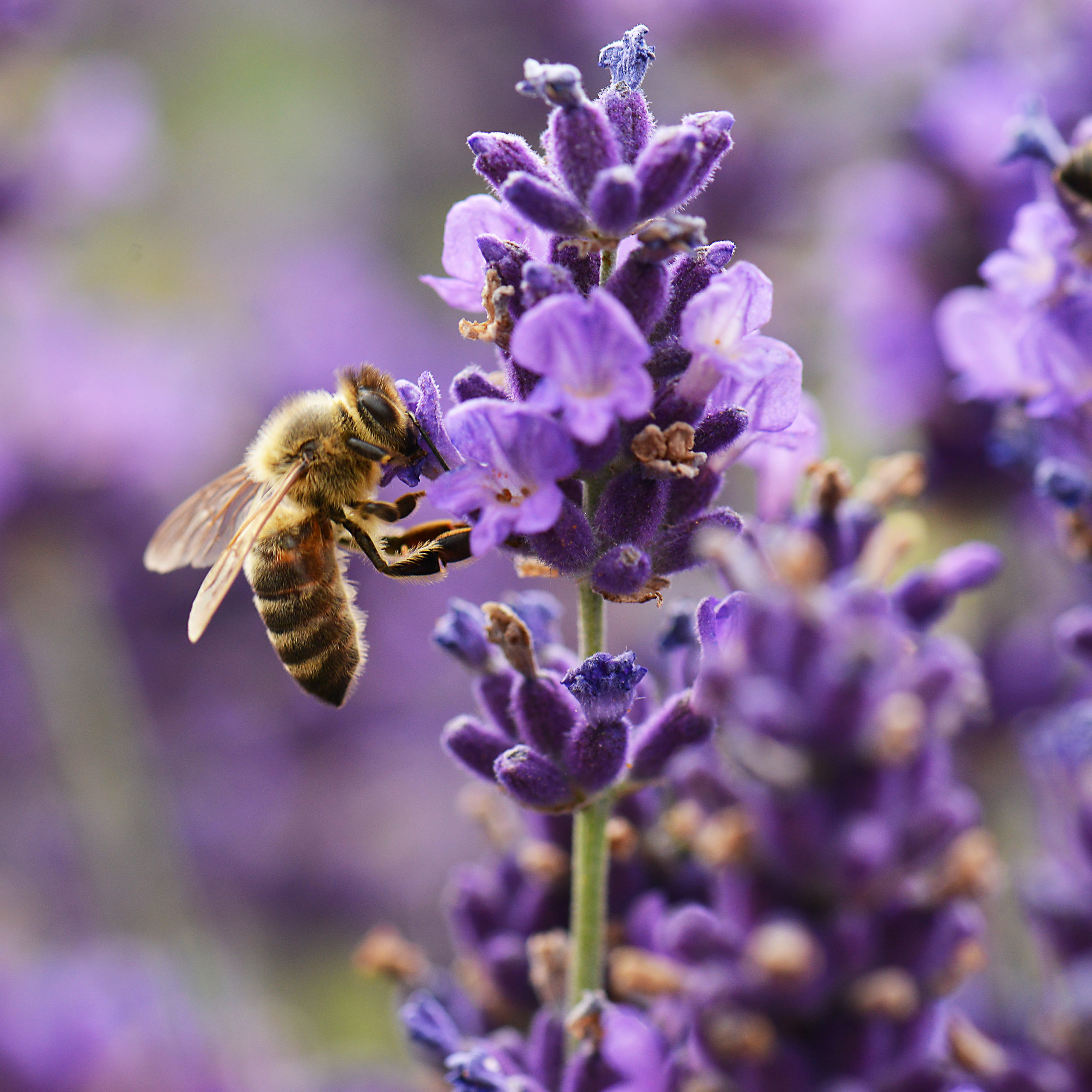 Western honey bee