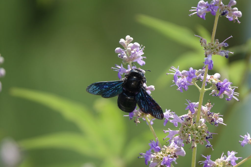 Violet carpenter bee