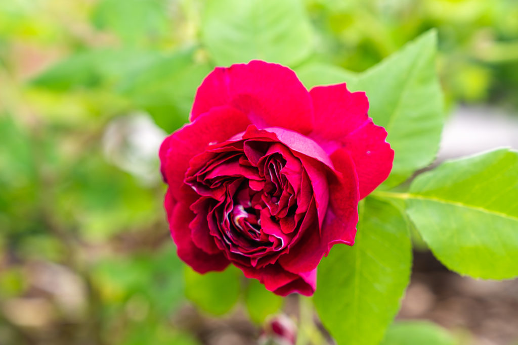 Baron Girod de l’Ain