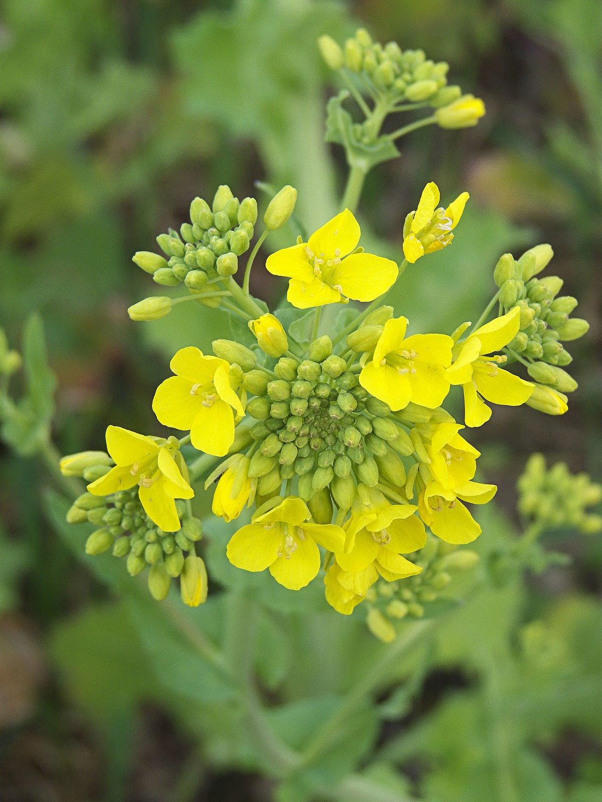 Field mustard