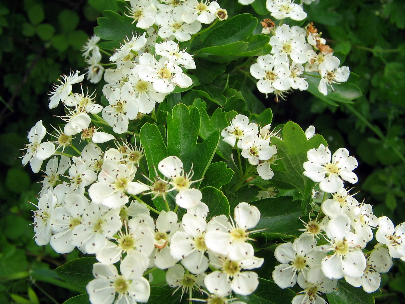 Crataegus monogyna