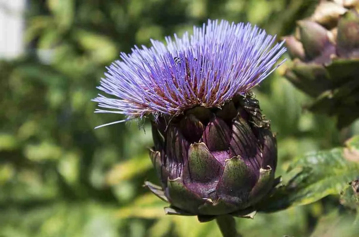 Globe artichoke