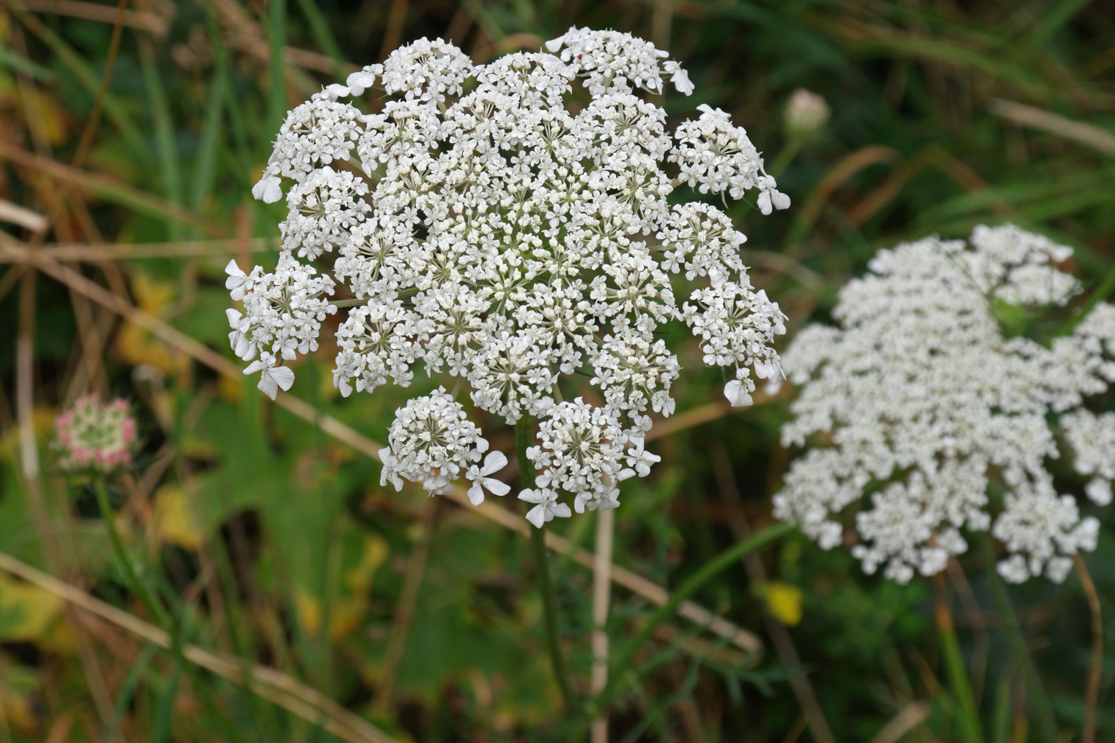 Daucus carota