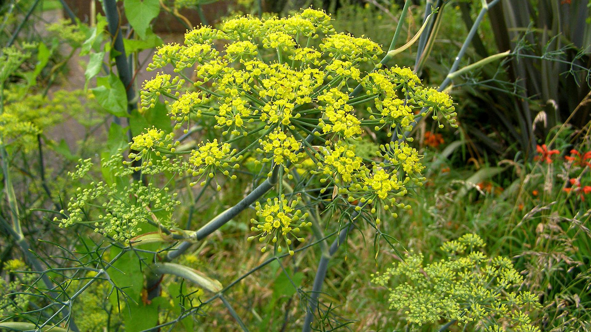 Fennel