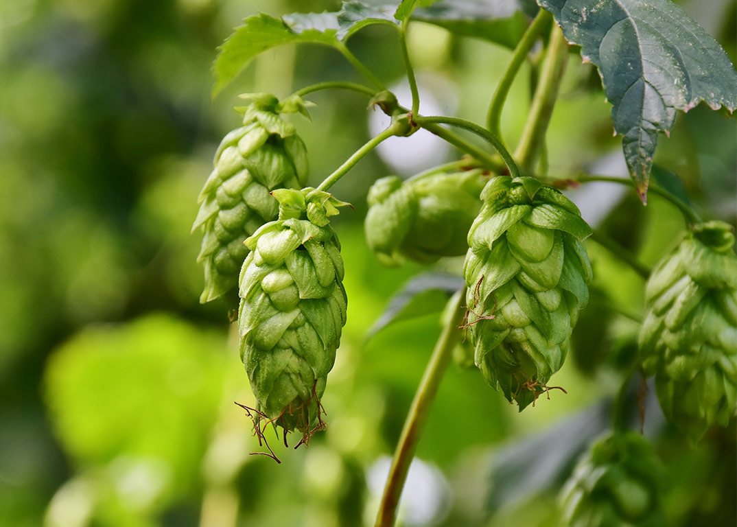 Humulus lupulus