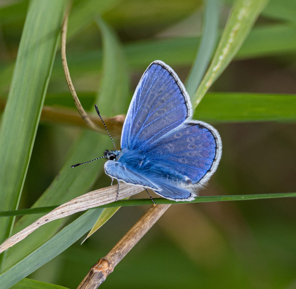 Common blue