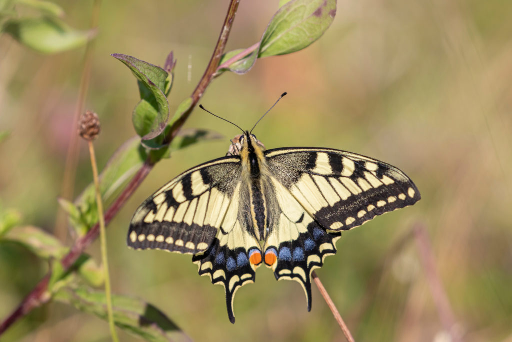 Old World swallowtail