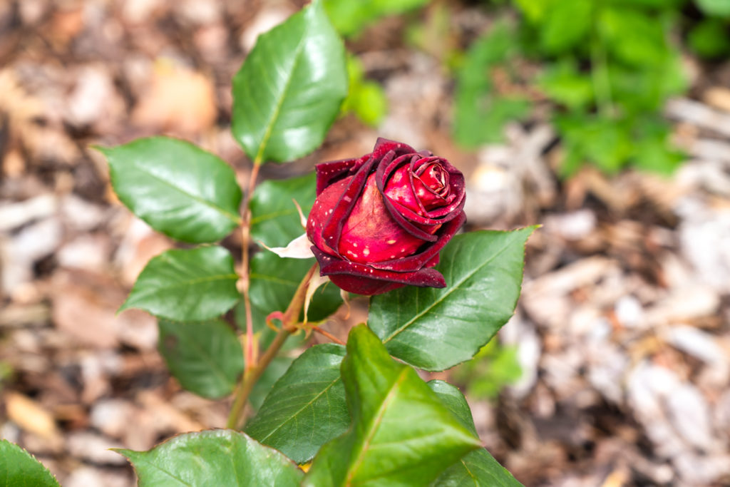 Pullman Orient Express