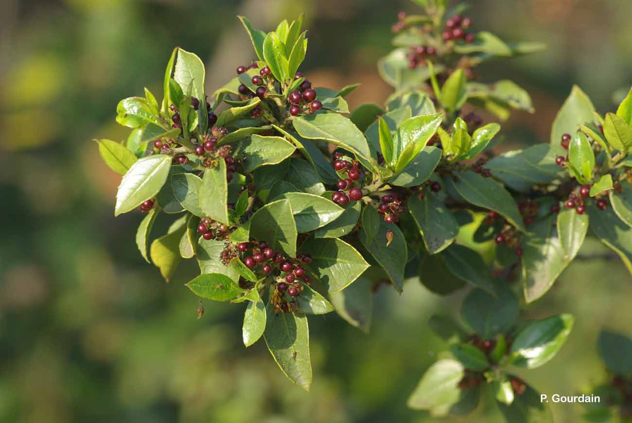 Rhamnus alaternus