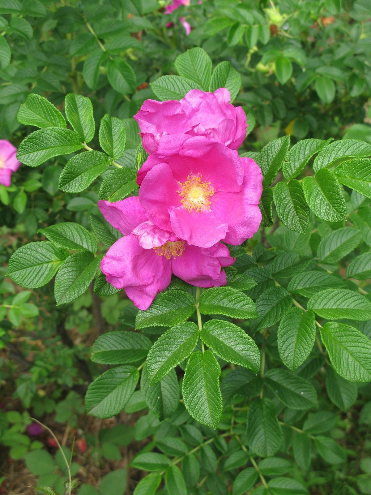 Dog rose