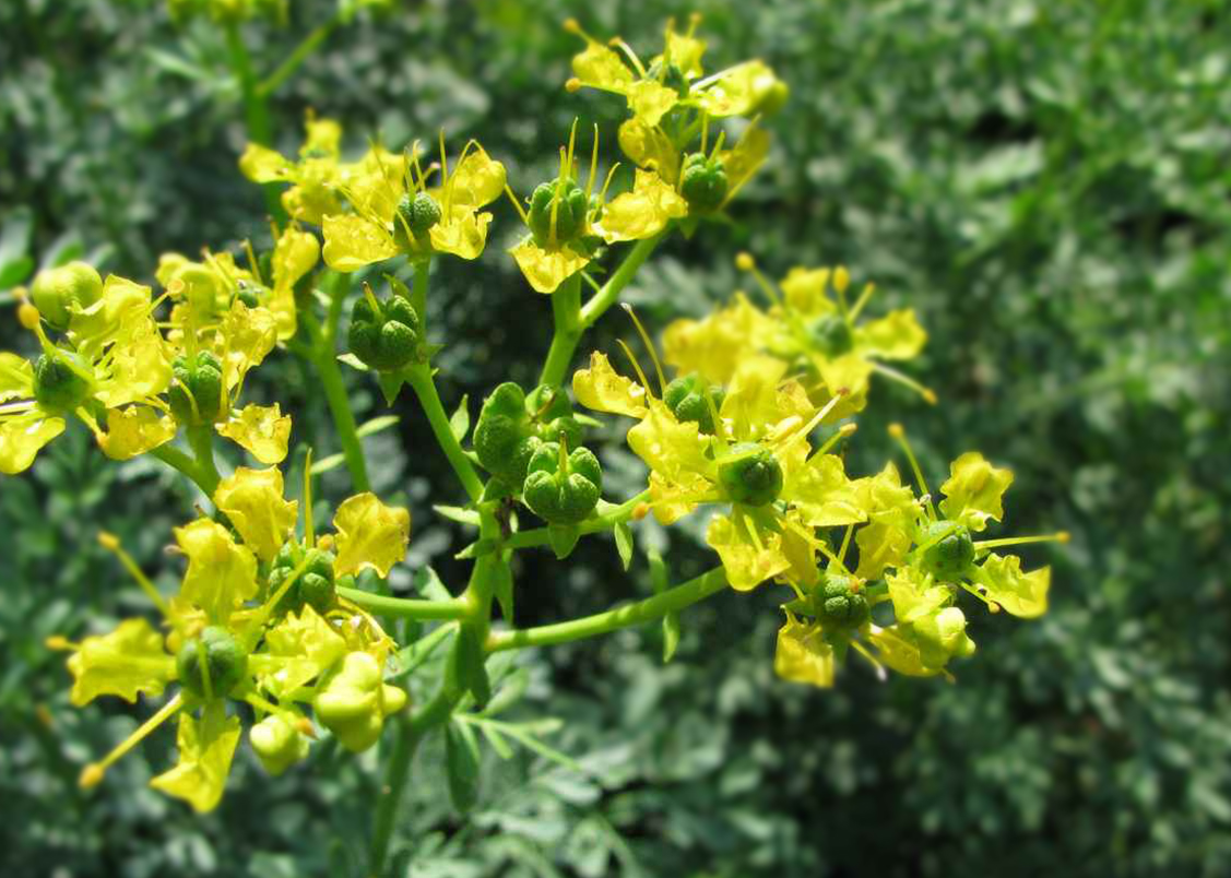 Common rue