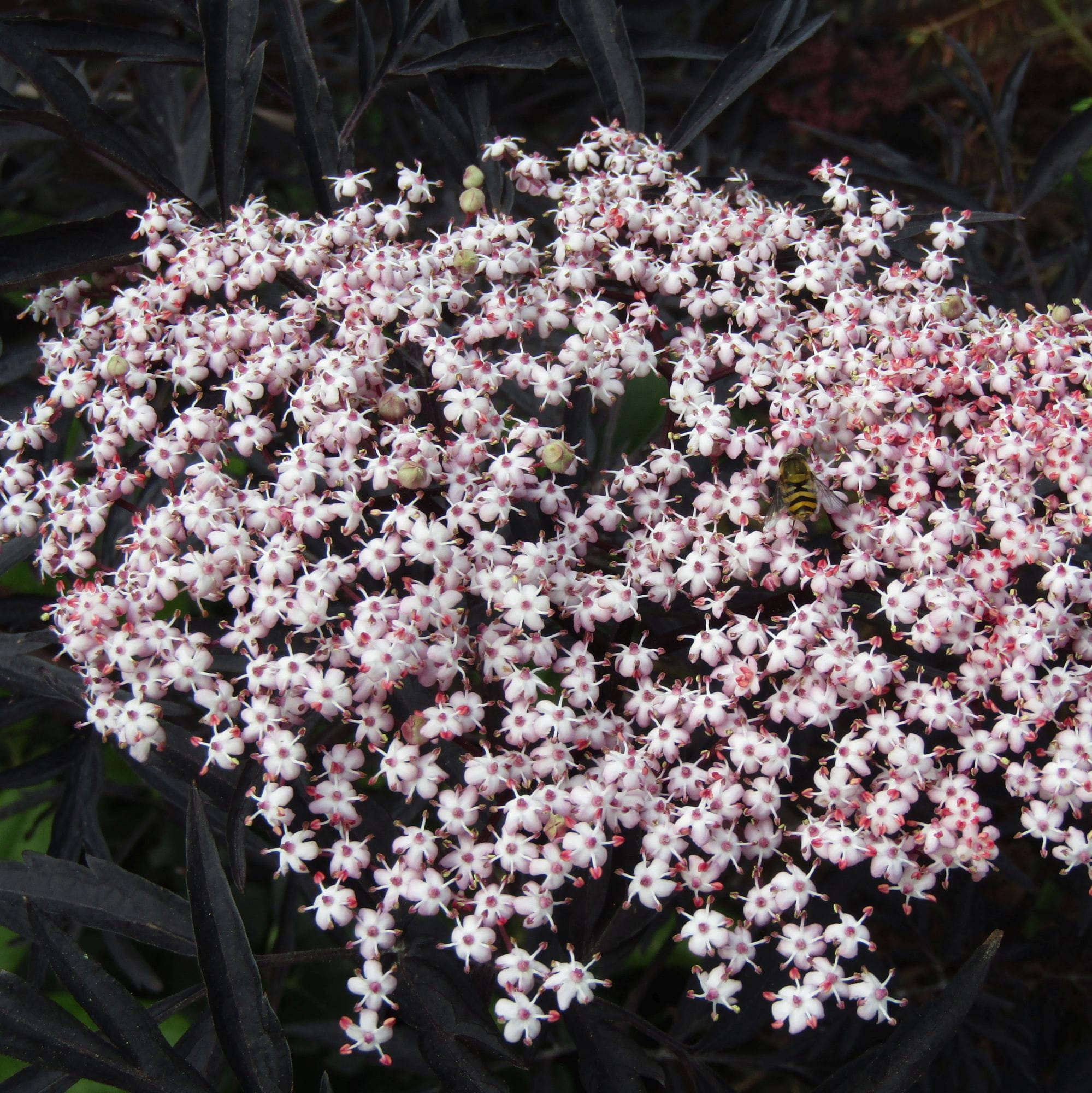 Sambucus nigra