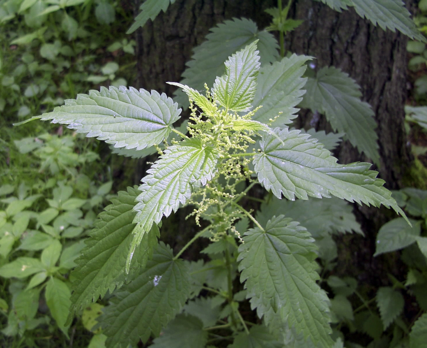 Common nettle