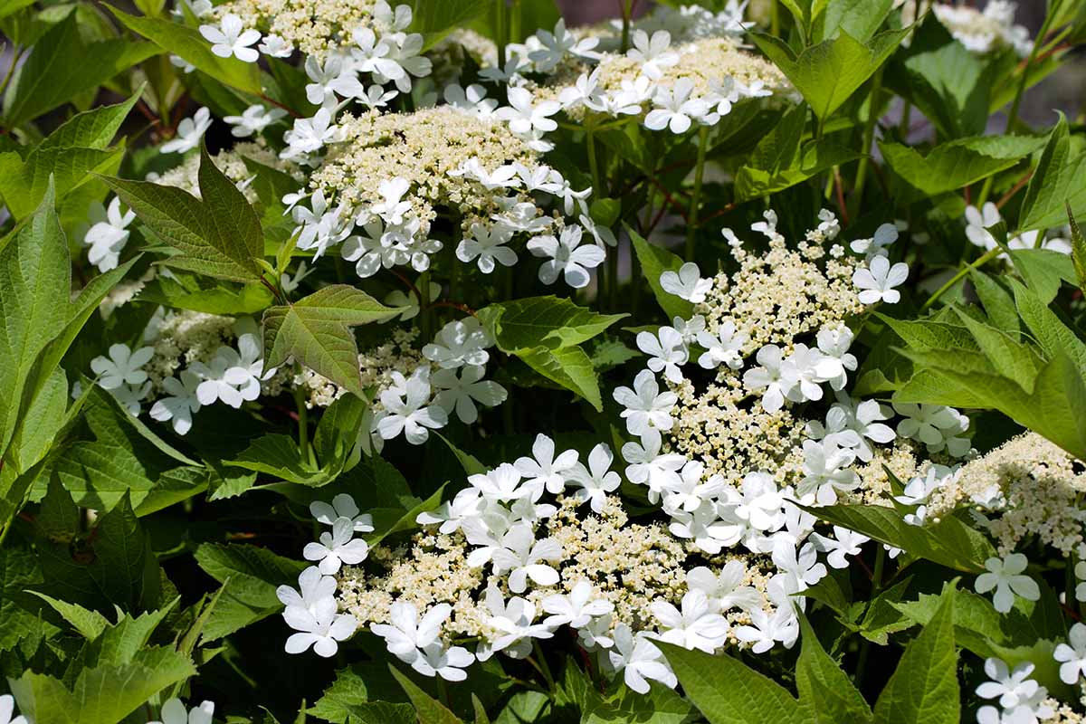 Viburnum