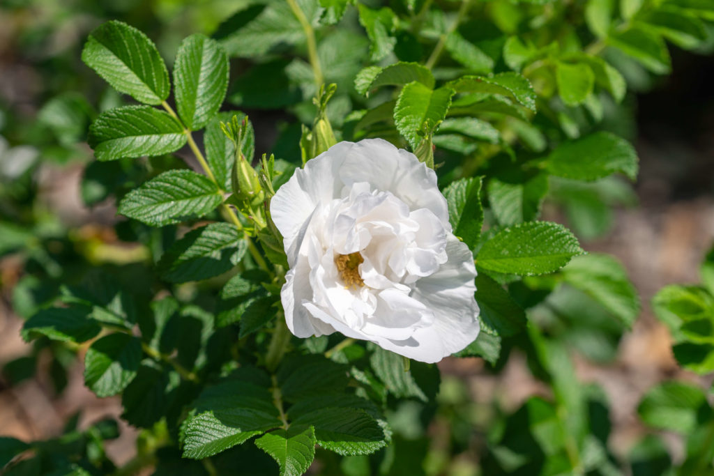 Blanc Double de Coubert