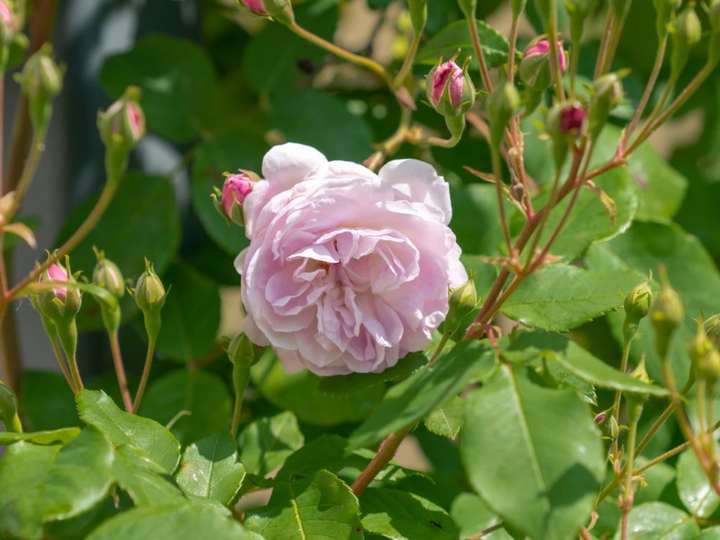 Blush Noisette