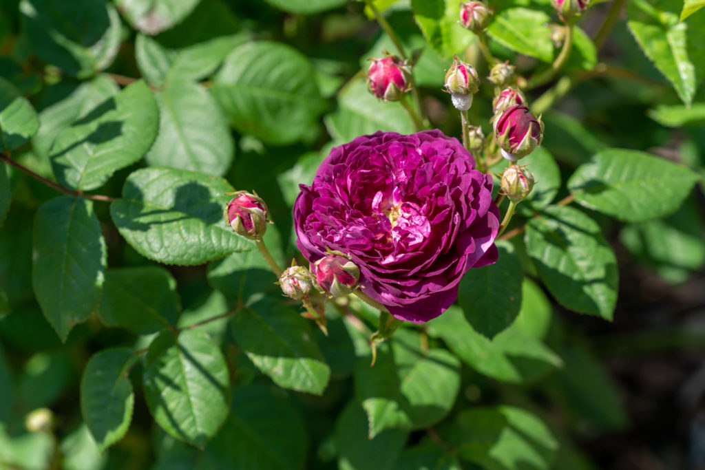 Cardinal de Richelieu