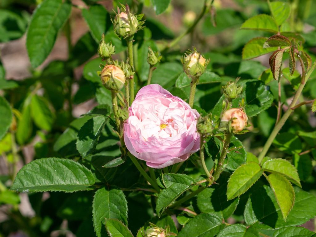 Duchesse de Montebello