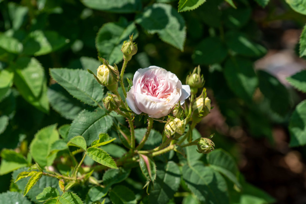 Félicité Parmentier