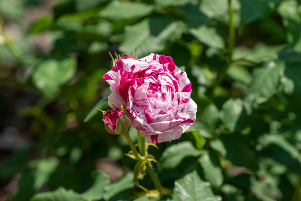 Variegata di Bologna