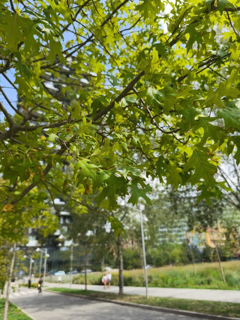 Foto di Quercia palustre