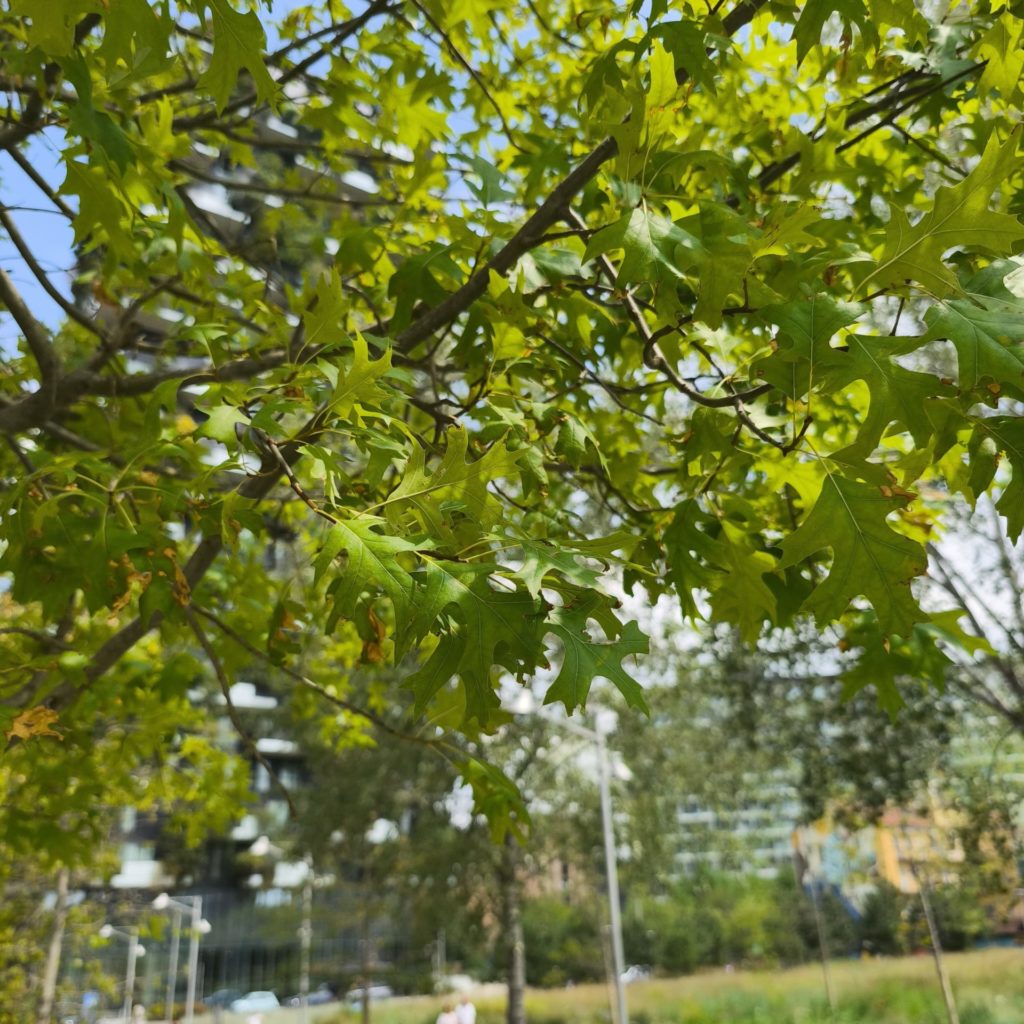 Foto di Quercia palustre