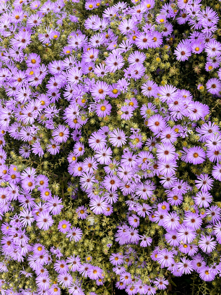 La Botanica di BAM: Aster, le stelle dell’autunno