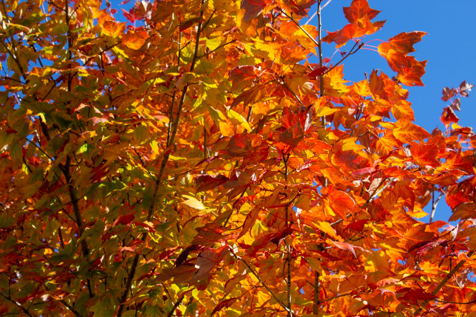 La Botanica di BAM: una stagione, due emozioni contrastanti