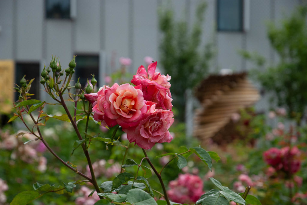 La Botanica di BAM: Quando i fiori “parlavano”