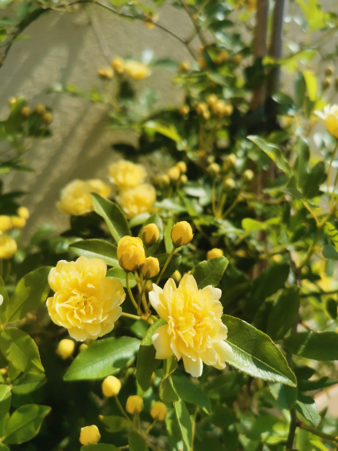 La Botanica di BAM: Come nasce una rosa?