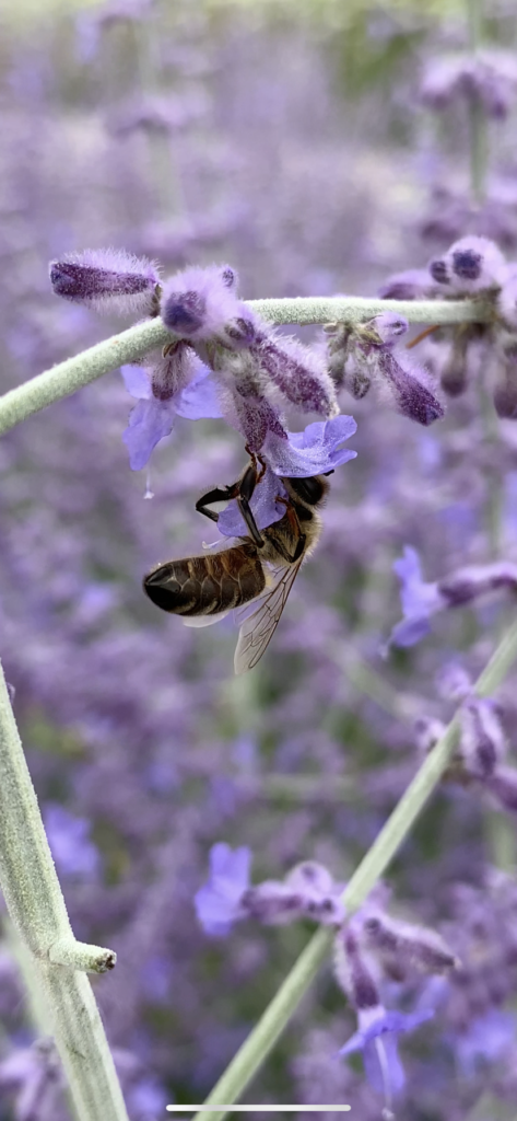 Cosa c'è attorno a una rosa: insetti impollinatori